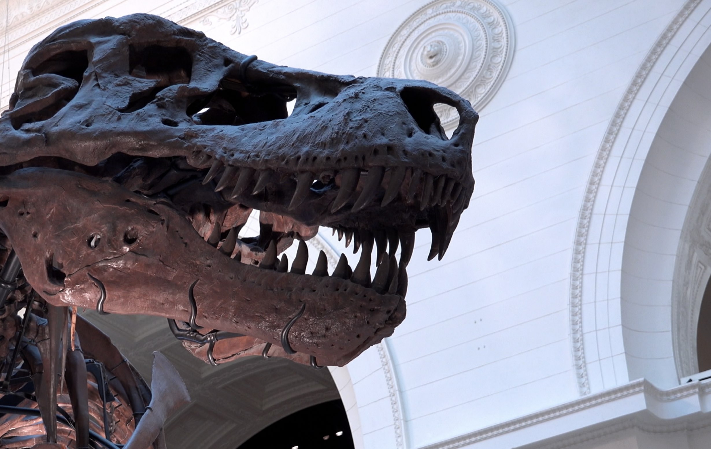 Christie's ends T. rex auction seeking $25 M because of replica bones - Vimarsana News